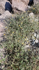 Mentzelia oligosperma
