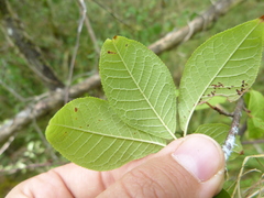 Prunus padus