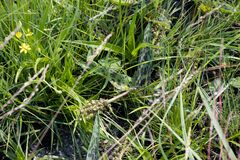 Ledebouria floribunda