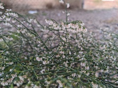 Eriogonum deflexum