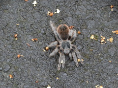 Dugesiella anitahoffmannae