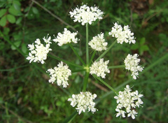 Oenanthe pimpinelloides