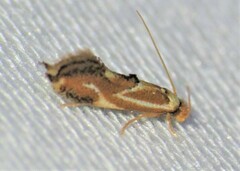 Philonome clemensella