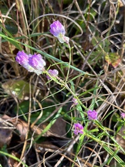 Polygala sanguinea