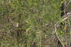 Acacia × tristis