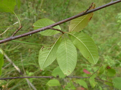 Prunus padus