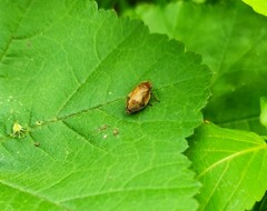 Lepyronia coleoptrata