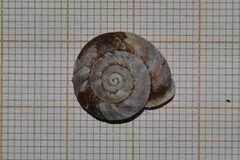 Helicigona lapicida