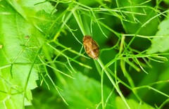 Lepyronia coleoptrata