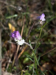 Polygala sanguinea
