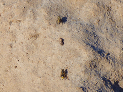 Brachygastra lecheguana