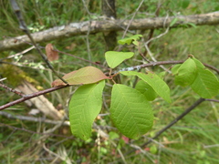 Prunus padus
