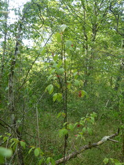 Prunus padus