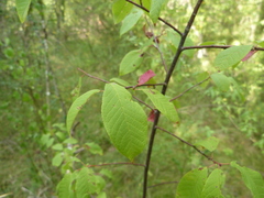 Prunus padus