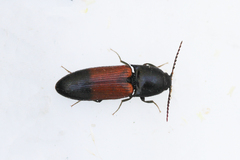 Ampedus balteatus