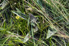 Ledebouria floribunda