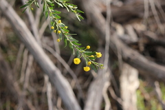 Acacia × tristis