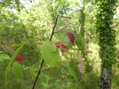 Prunus padus