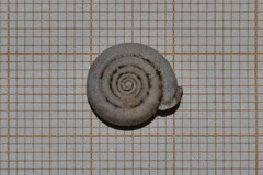 Helicodonta obvoluta