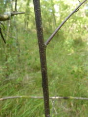 Prunus padus