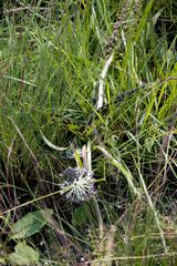 Ledebouria floribunda