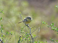 Stigmatura budytoides