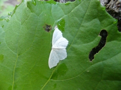 Scopula inductata