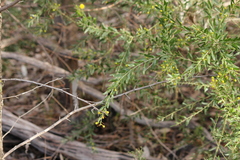 Acacia × tristis