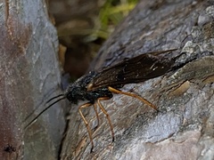 Sirex noctilio
