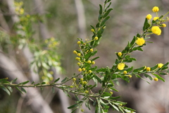 Acacia × tristis