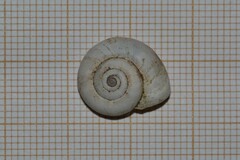 Xerolenta obvia