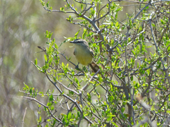 Stigmatura budytoides