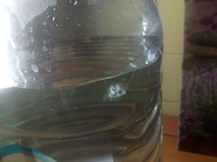 Craspedacusta sowerbii