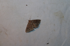 Parallelia bistriaris