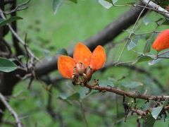 Erythrina breviflora