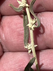 Atriplex canescens