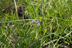 Lotononis bachmanniana