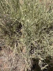 Atriplex canescens