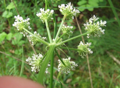 Oenanthe pimpinelloides