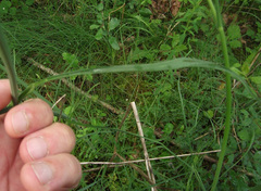 Oenanthe pimpinelloides