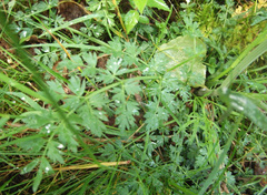 Oenanthe pimpinelloides