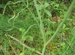 Oenanthe pimpinelloides