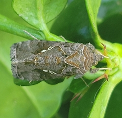 Plusiinae