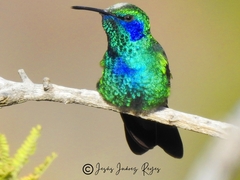 Colibri thalassinus