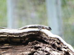 Sceloporus torquatus
