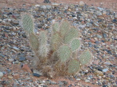 Opuntia polyacantha erinacea