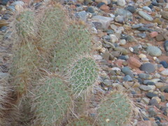 Opuntia polyacantha erinacea