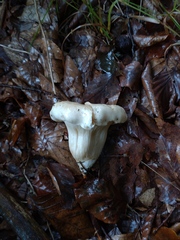 Cantharellus pallens