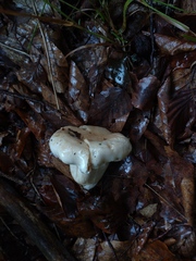 Cantharellus pallens