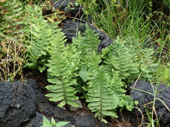 Polypodium calirhiza